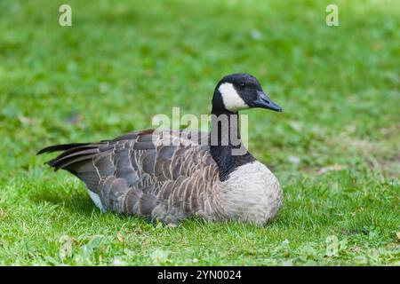 Canada Goose, Branta canadensis, in Victoria, British Columbia. Stockfoto