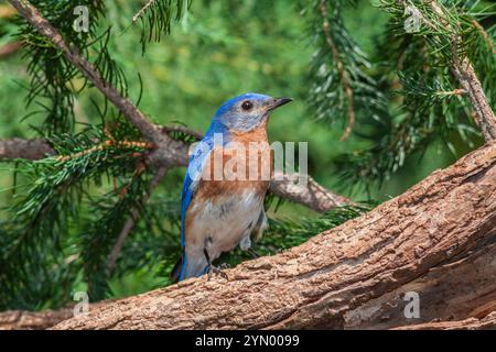 Eastern Bluebird, Sialia sialis, in Mcleansville, NC. Stockfoto