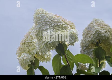 Große weiße Hortensie blühen vor einem blauen Himmel Stockfoto