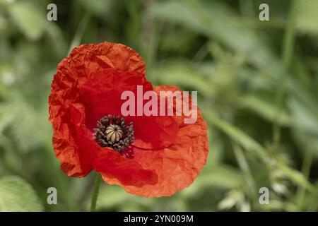 Roter Mohn in Blüte im Sohn Stockfoto