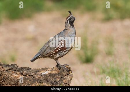 Gambel's Quail, Callipepla gambelii, in der Wüste von Arizona. Stockfoto