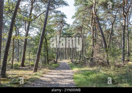 Breiter Sandweg in kargem Kiefernwald Stockfoto