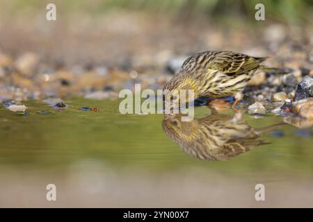 Serinus serinus, Lesbos Island, Lesbos, Griechenland, Europa Stockfoto