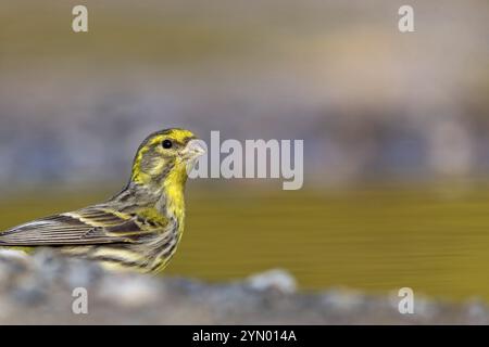 Serinus serinus, Lesbos Island, Lesbos, Griechenland, Europa Stockfoto