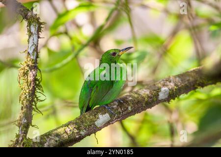 Der junge grüne Honigkriecher Chlorophanes spiza, ein kleiner Vogel aus der Familie der Tanager, in der biologischen Station La Selva in Sarapiqui, Costa Rica. Stockfoto