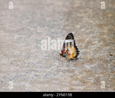 Malaiischer Schnürschmetterling, Cethosia hypsea hypsina, in Callaway Gardens in Georgia. Stockfoto