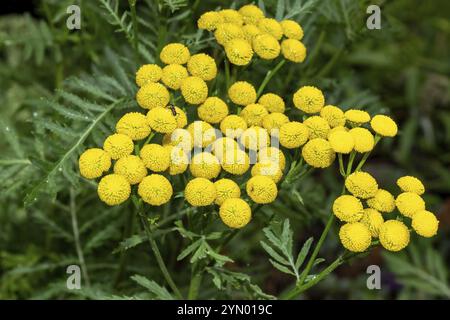 Viele gelbe Blüten eines Tanacetum vulgare Stockfoto