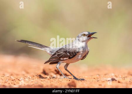 Northern Mockingbird, Mimus polyglottos, der einzige Mockingbird gewöhnlich in Nordamerika gefunden, auf der Suche nach Wasser und Entlastung von der Sommerhitze. Stockfoto