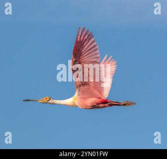 Rosalöffler im Flug bei Smith Eichen Rookery bei hohen Island, TX. Stockfoto