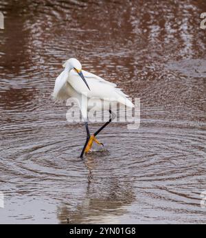 Schneebedeckte Egretta Thula, ein kleiner Reiher im Brutgefieder, Angeln in den Küstensümpfen im South Padre Island Nature and Birding Center. Stockfoto