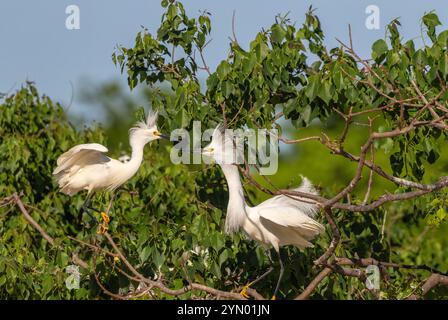 Snowy Egret bei Smith Eichen Rookery bei hohen Island, TX. Stockfoto