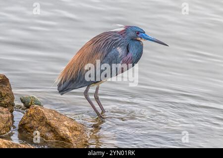 Dreifarbigen Heron am bewölkten Morgen Bolivar Beach auf Bolivar-Halbinsel. Stockfoto