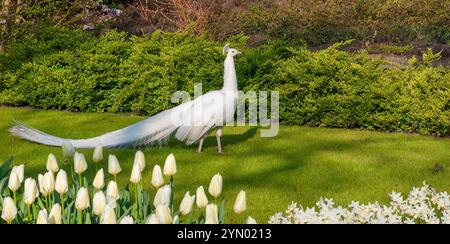 White Peacock, eine Variante des indischen Blaupfauzens, in den Keukenhof Gardens in Südholland in den Niederlanden. Stockfoto