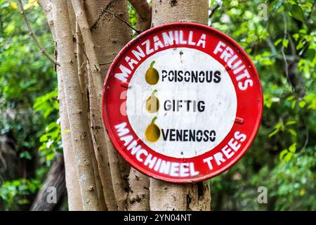 Ein dreisprachiges Warnschild am Stamm eines Manchineelbaums (Hippomane mancinella) im Dunki-Nationalpark, Curacao. Das Schild warnt auf Englisch, Niederländisch und Spanisch vor der Toxizität der Frucht. Die Manchineel gilt als einer der gefährlichsten Bäume der Welt: Ihr saft, die Rinde, die Früchte und sogar das Regenwasser, das von ihren Blättern tropft, können schwere Hautverbrennungen verursachen. Pampunaweg, Curacao, Kòrsou Stockfoto