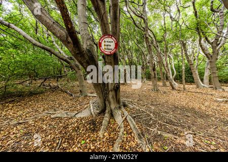 Warnschild in der Nähe von Manchineelbäumen (Hippomane mancinella) im Nationalpark den Dunki, Caracasbaaiweg, Curacao. Die Manchineel gilt als einer der giftigsten Bäume der Welt. Der Kontakt mit Rinde, saft, Früchten oder Blättern kann zu starken Hautreizungen und Schleimhäuten führen. Der Dunki-Nationalpark beherbergt auch historische Überreste von Gebäuden, die für den Handel neu angekommener versklavter Menschen genutzt wurden. In der Nähe befinden sich die Jan Thiel Salinen und die edle Siedlung Bottelier. Curacao, Kòrsou Stockfoto