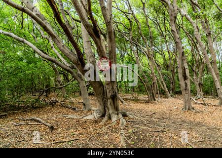 Manchineelbäume (Hippomane mancinella) im Nationalpark den Dunki, Curacao (Pampunaweg). An einem der Stämme in der Mitte ist ein Warnschild angebracht, das die Besucher auf die Giftigkeit des Baumes und seiner Früchte aufmerksam macht. Alle Teile der Manchineel sind giftig; der Baum ist in der Karibik weit verbreitet und in Küstengebieten und trockenen Wäldern beheimatet. Curacao, Kòrsou Stockfoto