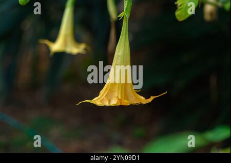 Zarte gelbe Blüten hängen im Nachmittagslicht anmutig im leuchtenden grünen Laub und zeigen die Schönheit der Natur. Stockfoto