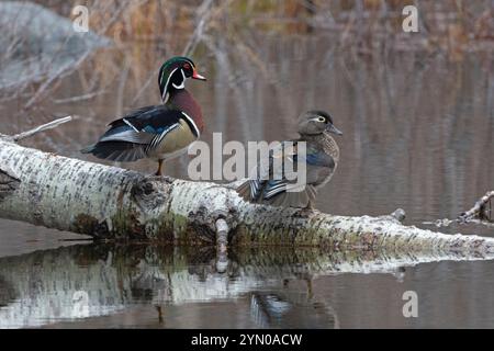 Holzente (Aix sponsa) in einem Biberteich. Frühling im Acadia-Nationalpark, Maine, USA. Stockfoto