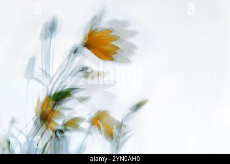 Abstrakte Langzeitfotografie, bewegte gelbe Blüten der Jerusalemer Artischocke im Wind vor einem sehr hellen Hintergrund, Kopierraum, Bewegungsbohrer, Stockfoto