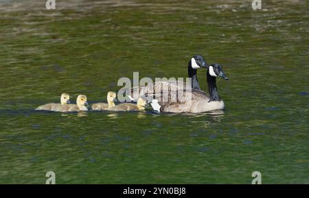 Kanadische Gans (Branta canadensis). Eltern mit Neugeborenen an einer Meeresbucht. Acadia-Nationalpark, Maine, USA. Stockfoto