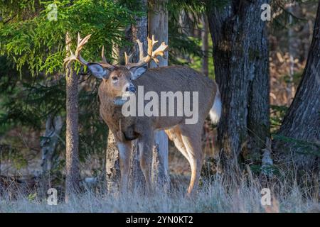 Weißschwanzhirsch (Odocoileus virginianus) Buck während der Paarungszeit. November im Acadia-Nationalpark, Maine, USA. Stockfoto