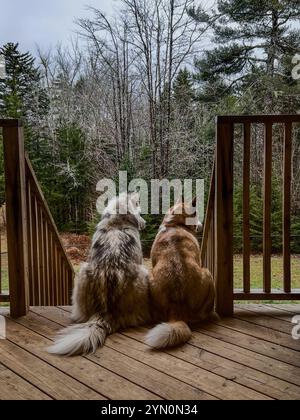 Nur ein paar sibirische Husky-Welpen, die die Aussicht in ihrem neuen Zuhause bewundern <3 Stockfoto