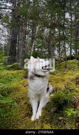 Neugieriger Husky-Welpe, der die Welt um ihn herum anzieht. Stockfoto