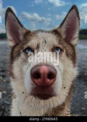 Nahaufnahme eines dreckigen Huskys, der nach dem Laufen und Graben am Strand für eine Snackpause gekommen ist. Stockfoto