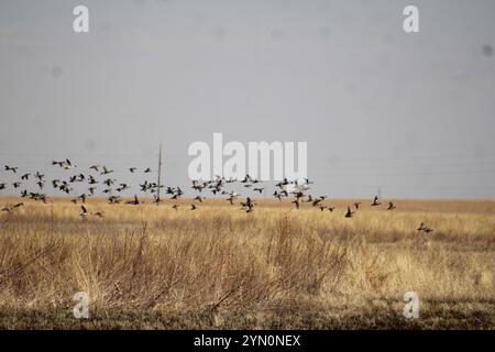 Gemischte Wandervögel, darunter Green-Wing-Teal, Blue-Wing-Teal, Northern Pintail und American Wigeon Rainwater Basin Wetland. Stockfoto