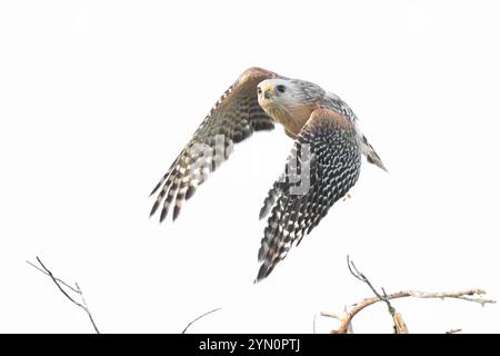 Rotschultriger Falke (Buteo lineatus) im Flug. Marschieren Sie im Corkscrew Regional Ecosystem Watershed (CREW) Bird Rookery Swamp in der Nähe von Naples, Florida. Stockfoto