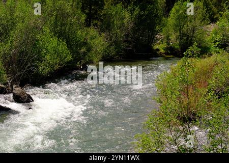 Fischen am Yankee Fork des Salmon River Stockfoto