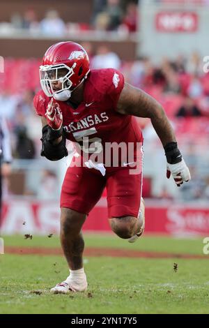 Fayetteville, USA. 23. November 2024: Cameron Ball #5, der Kanadier der Hogs Defensive, kommt auf das Feld. Arkansas besiegte die Louisiana Tech 35-14 in Fayetteville, AR. Richey Miller/CSM Credit: CAL Sport Media/Alamy Live News Stockfoto