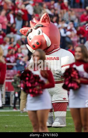 Fayetteville, USA. 23. November 2024: Boss Hog Razorback Maskottchen tanzt auf dem Feld. Arkansas besiegte die Louisiana Tech 35-14 in Fayetteville, AR. Richey Miller/CSM Credit: CAL Sport Media/Alamy Live News Stockfoto