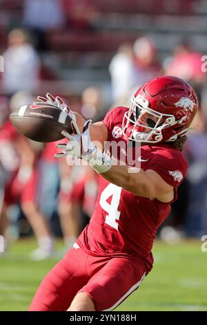 Fayetteville, USA. 23. November 2024: Isaac TeSlaa #4 Razorback Receiver greift nach einem Ball, der ihm zuwirft. Arkansas besiegte die Louisiana Tech 35-14 in Fayetteville, AR. Richey Miller/CSM Credit: CAL Sport Media/Alamy Live News Stockfoto