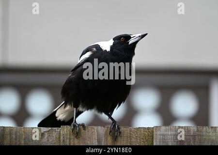 Australische Elster auf einem Holzzaun, während der Vogel niedergebeugt wird und sein Schnabel leicht nach oben zeigt, mit einem Haus im Hintergrund Stockfoto