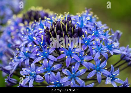 Scilla peruviana (portugiesische Schürze), eine lebendige mediterrane Staude. Seine atemberaubenden Blüten bringen Eleganz in die Gärten. Stockfoto