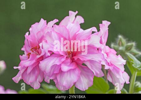 Geranie „Kirschblüte“, Pelargonium x hortorum, Efeublättrig, nachlaufend Stockfoto