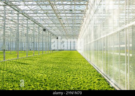 Anbau von frischem Salat, Gemüse, Salat in einem modernen Gewächshaus mit hydroponischer Methode. Agrarwirtschaft Stockfoto