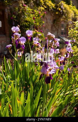 Großbritannien, England, Somerset, Quantocks, Cothelstone, irisblumen im Hüttengarten Stockfoto