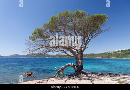 Kiefer wächst am Meer vor blauem Himmel Stockfoto