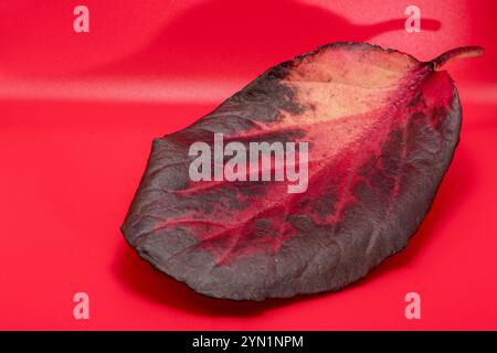 Pfirsichfarbener Hintergrund mit großem rotem Bergenia-Blatt, Staude und immergrünem Kraut. Stockfoto