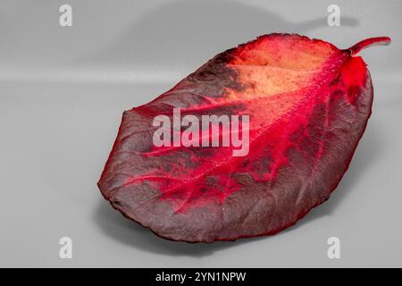 Pfirsichfarbener Hintergrund mit großem rotem Bergenia-Blatt, Staude und immergrünem Kraut. Stockfoto