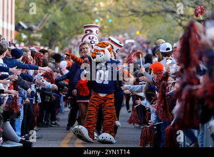 Auburn, Alabama, USA. November 2024. Auburn University Maskottchen Aubie führt die Cheerleader und Spieler im traditionellen Tiger Walk ins Stadion, bevor am 23. November 2024 in Auburn, Alabama, ein College-Football-Spiel zwischen den Auburn Tigers und den Texas A&M Aggies beginnt. (Kreditbild: © Scott Coleman/ZUMA Press Wire) NUR REDAKTIONELLE VERWENDUNG! Nicht für kommerzielle ZWECKE! Quelle: ZUMA Press, Inc./Alamy Live News Stockfoto