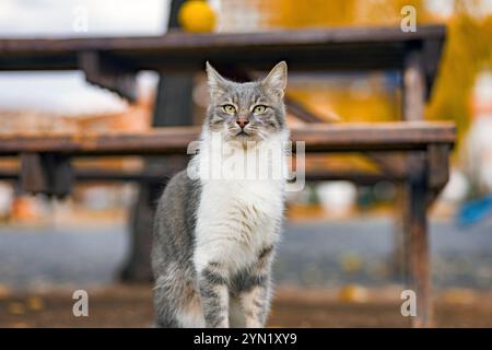 Porträt einer wunderschönen grau-weißen streunenden Katze, die vor einer Holzbank in einem Park steht, mit einem aufmerksamen und edlen Ausdruck. Stockfoto