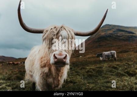 Highland-Kuh Stockfoto