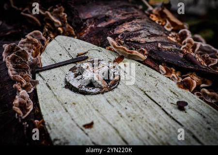 Feentür mit putenschwanzpilzen Stockfoto