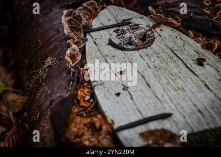 Feentür mit putenschwanzpilzen Stockfoto