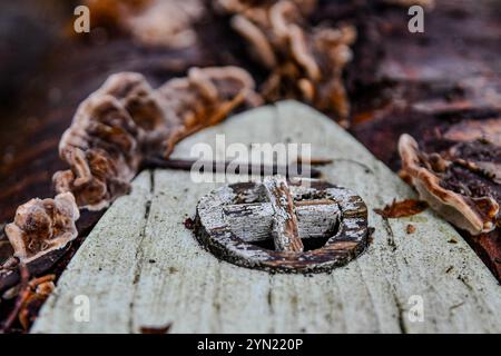 Feentür mit putenschwanzpilzen Stockfoto