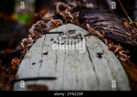 Feentür mit putenschwanzpilzen Stockfoto