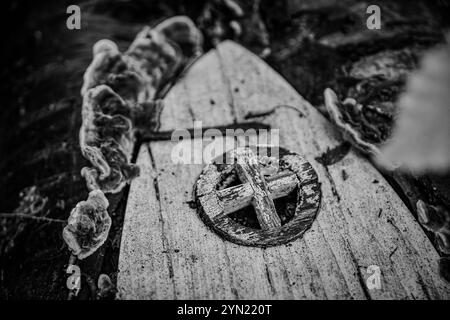 Feentür mit putenschwanzpilzen Stockfoto